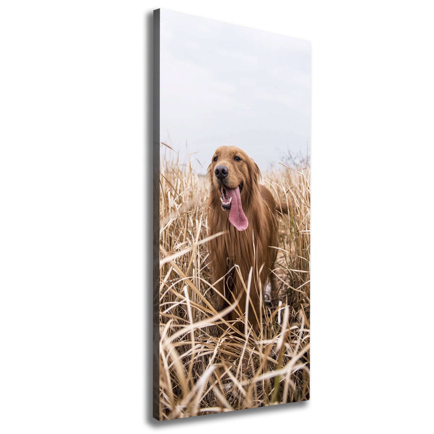 

Foto obraz na płótnie Golden retriever 50x125 cm
