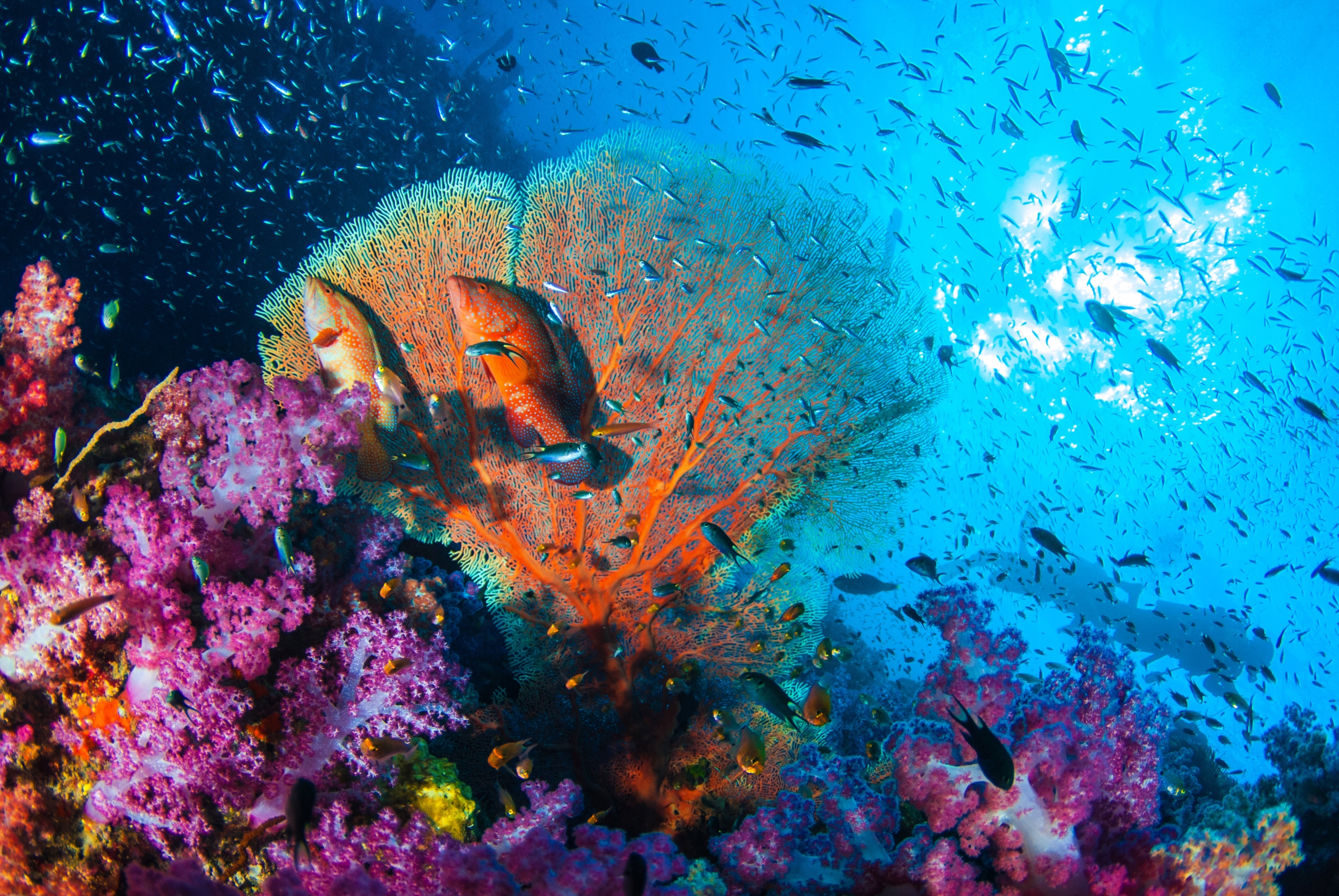 Alphanova Sun SPRAY PRZECIWSŁONECZNY SPF 50 125g Kod producenta ASL02728