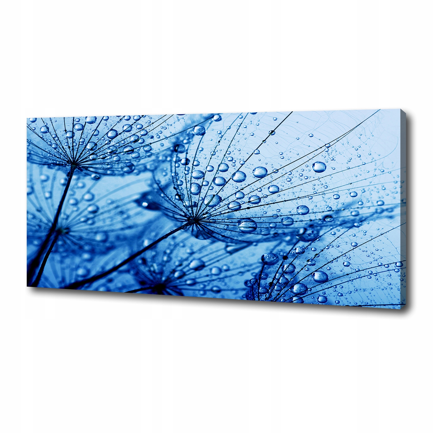 

Foto obraz na płótnie Nasiona dmuchawca 125x50 cm