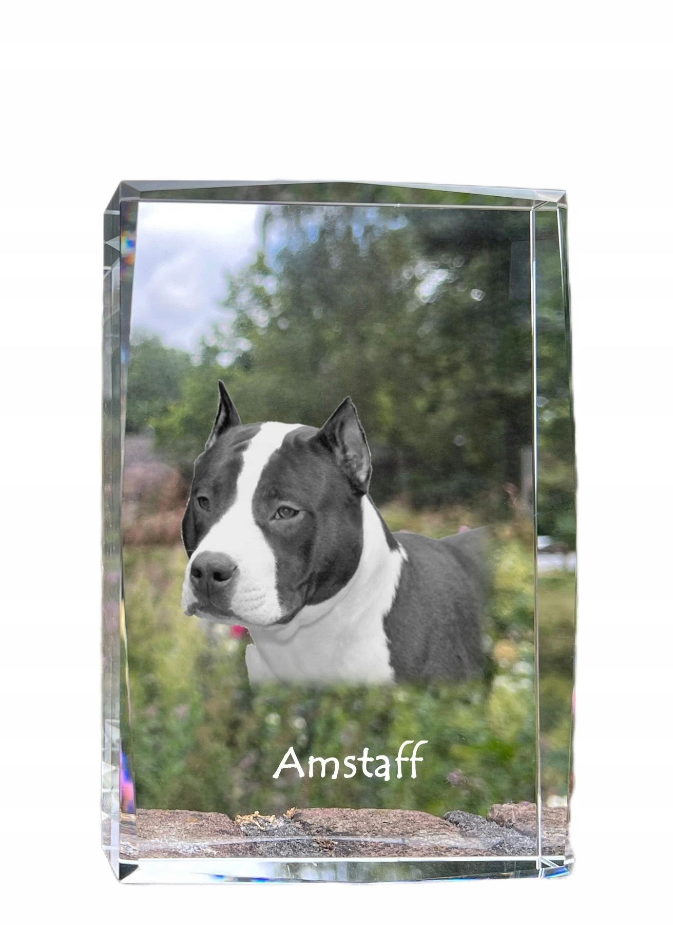 Staford Amstaff fotografia psa v kryštáli, suvenír, trofej, poďakovanie