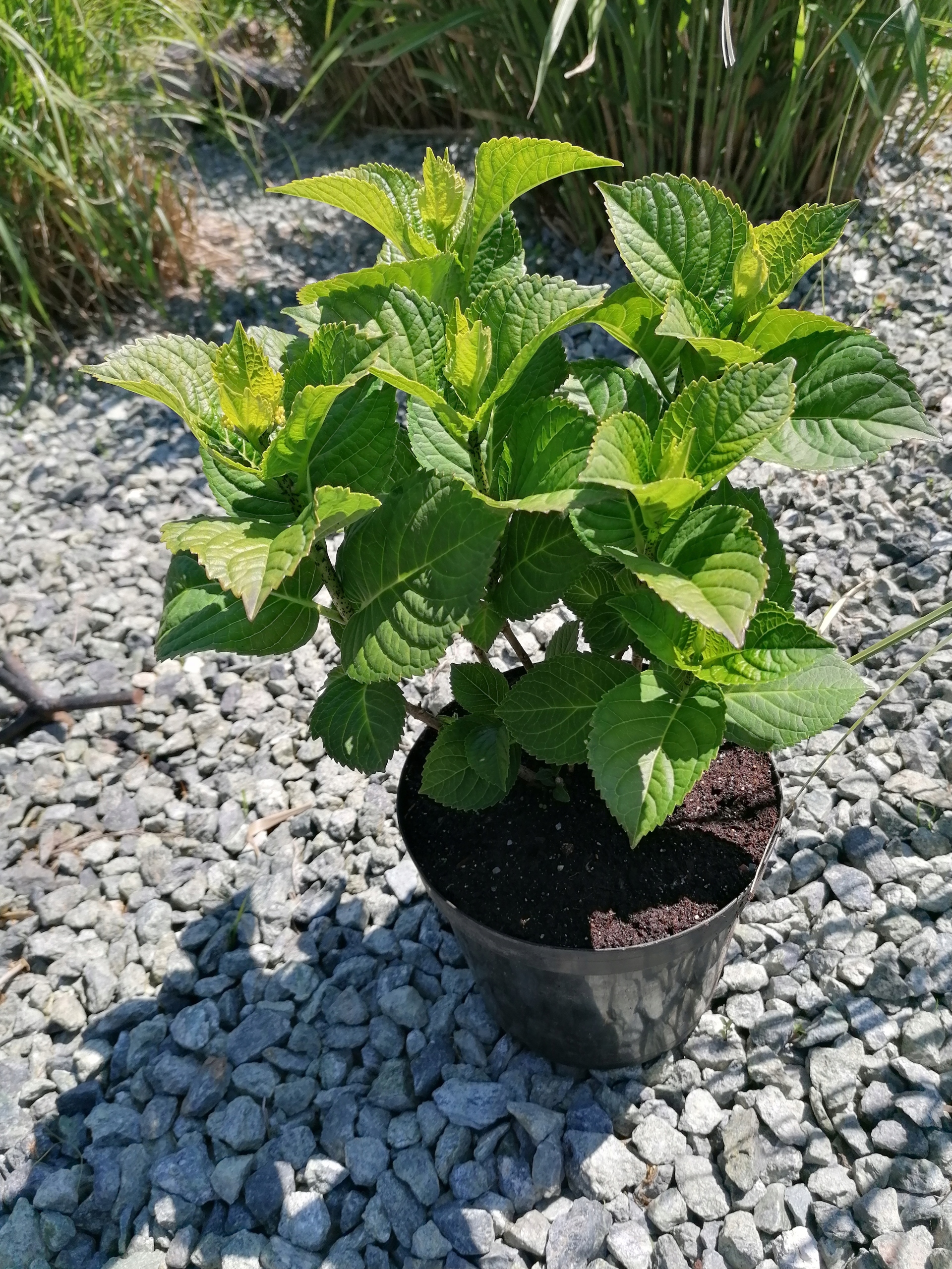 Hortensja Macrophylla RED BARON- poj.2 l Producent inna