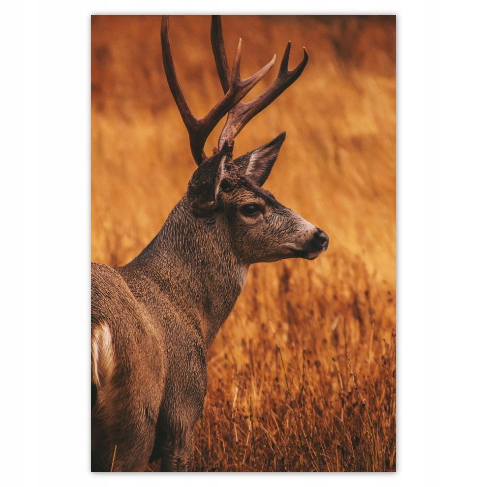 

Plakat 62x93 Jeleń w naturze Łowiectwo
