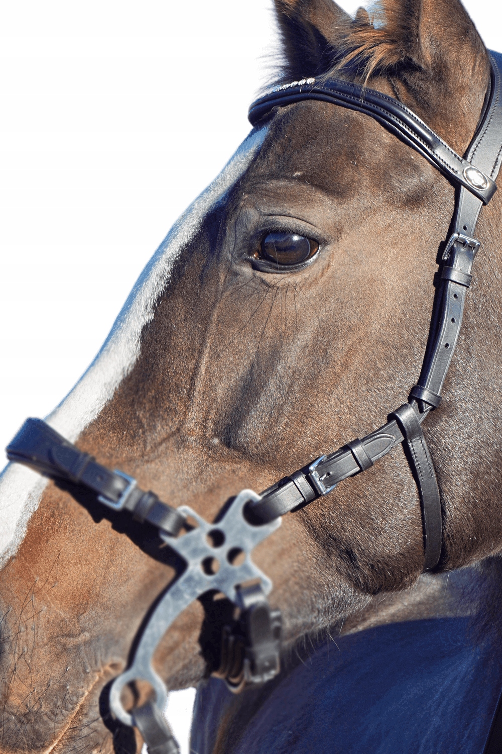 Ogłowie do hackamore Balotade Quick Brązowy Full Marka Balotade