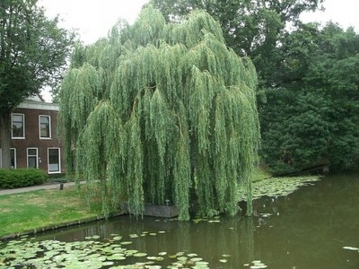 Wierzba biała płacząca DUŻA 190 cm.