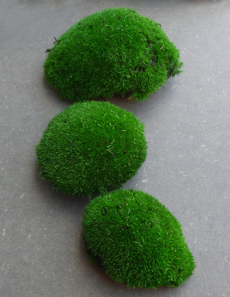 Mech Kępkowy PREMIUM Ciemna Zieleń Karton 0,5m2