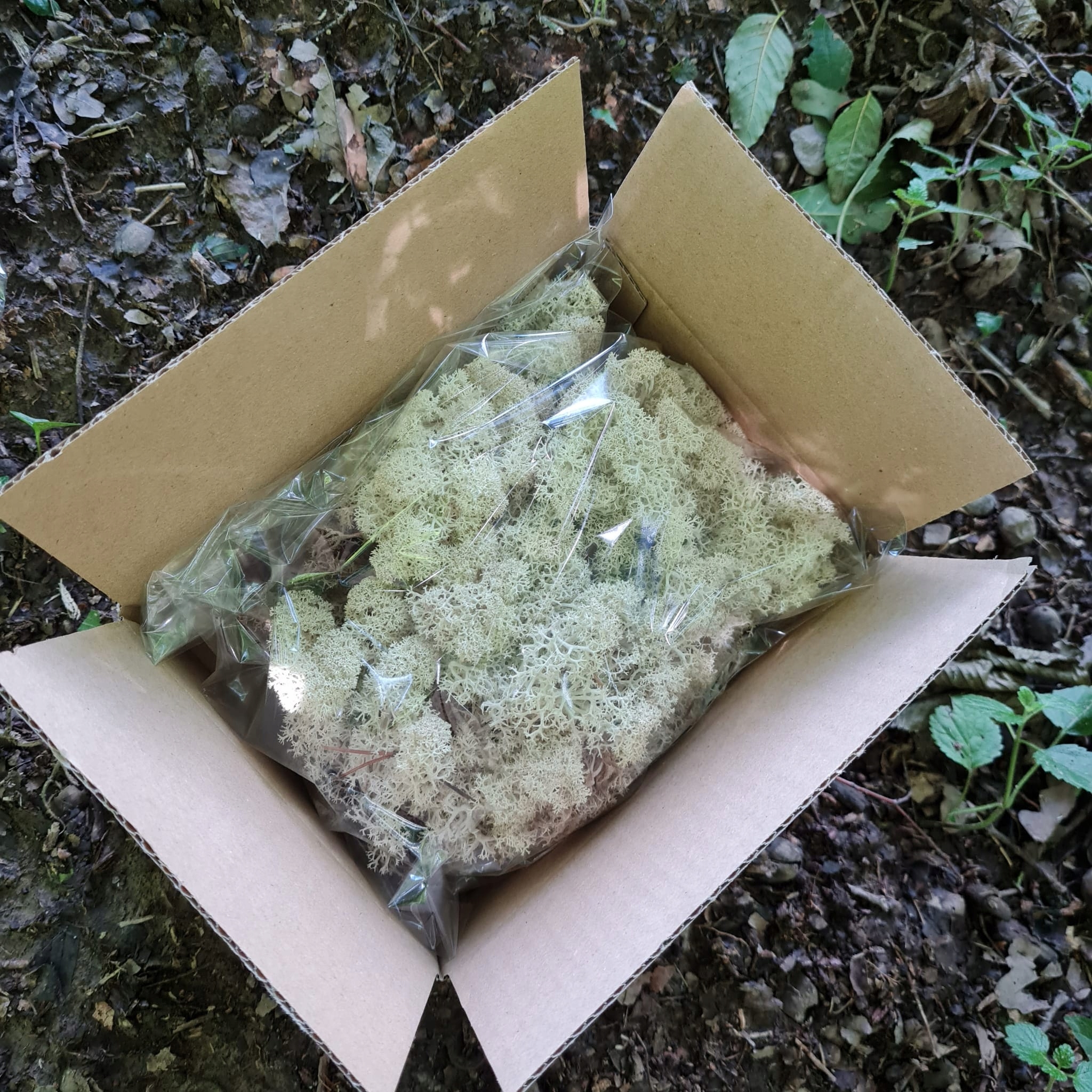 Mech Reniferowy Chrobotek Naturalny 80G NETTO! Marka inna