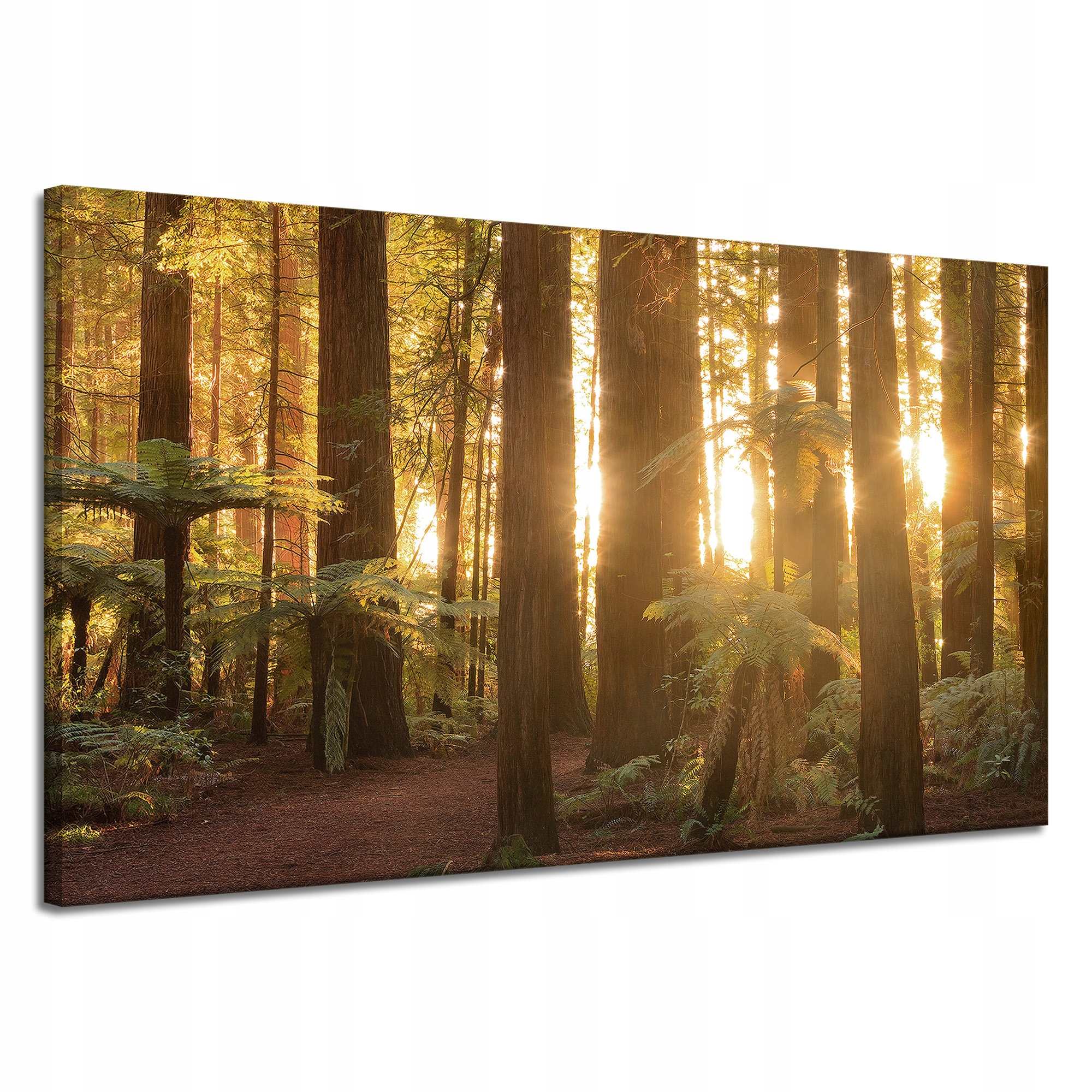 Obraz na plátně Sluneční paprsky Les Stromy 120x70 cm Ideální jako dárek