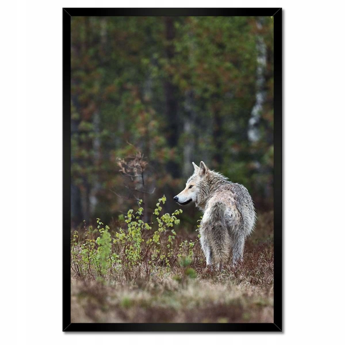 Plakáty v rámu 40x60 Vlk vlci Wolf