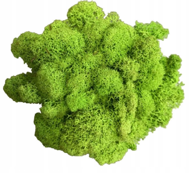 Mech Chrobotek mech reniferowy czysty 100 g