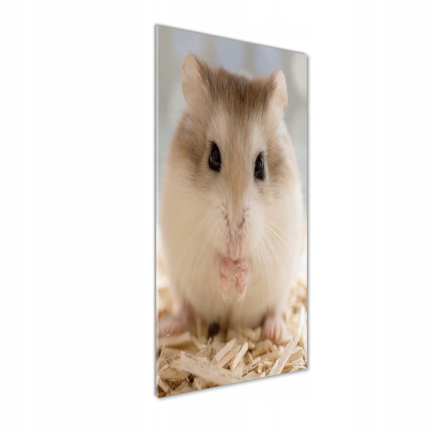 

Foto obraz szkło akrylowe na ścianę Chomik 50x125