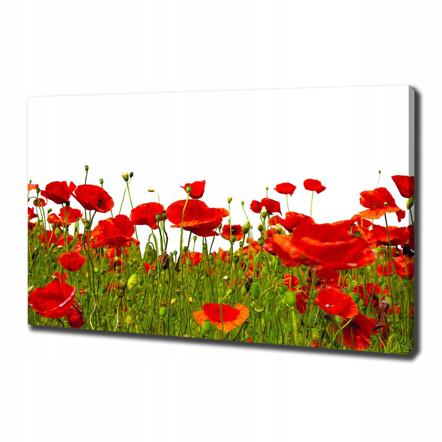 

Foto obraz canvas na ścianę Polne maki 100x70 cm