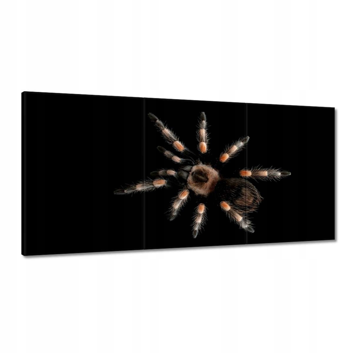 Obrazy 180x90 Veľká Tarantula pavúk