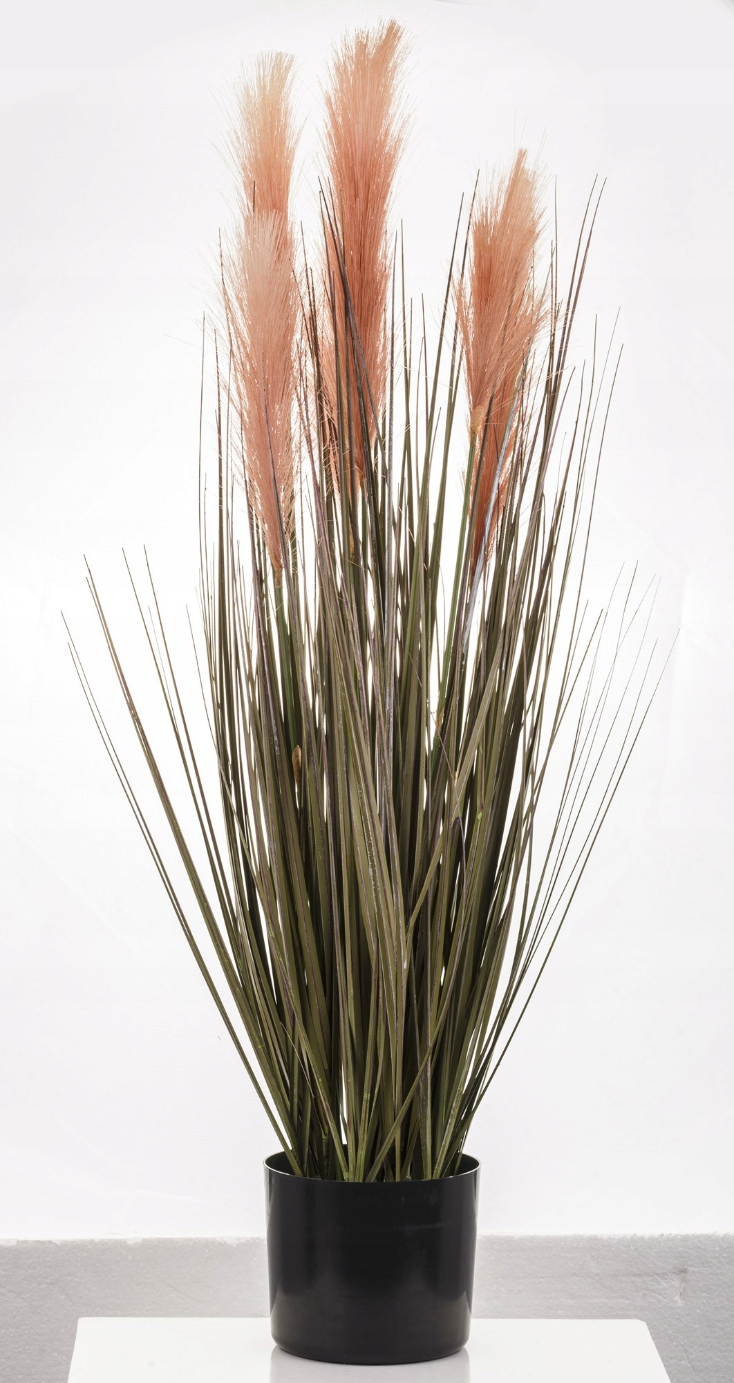 Roślina Dekoracyjna Rodzaj trawy