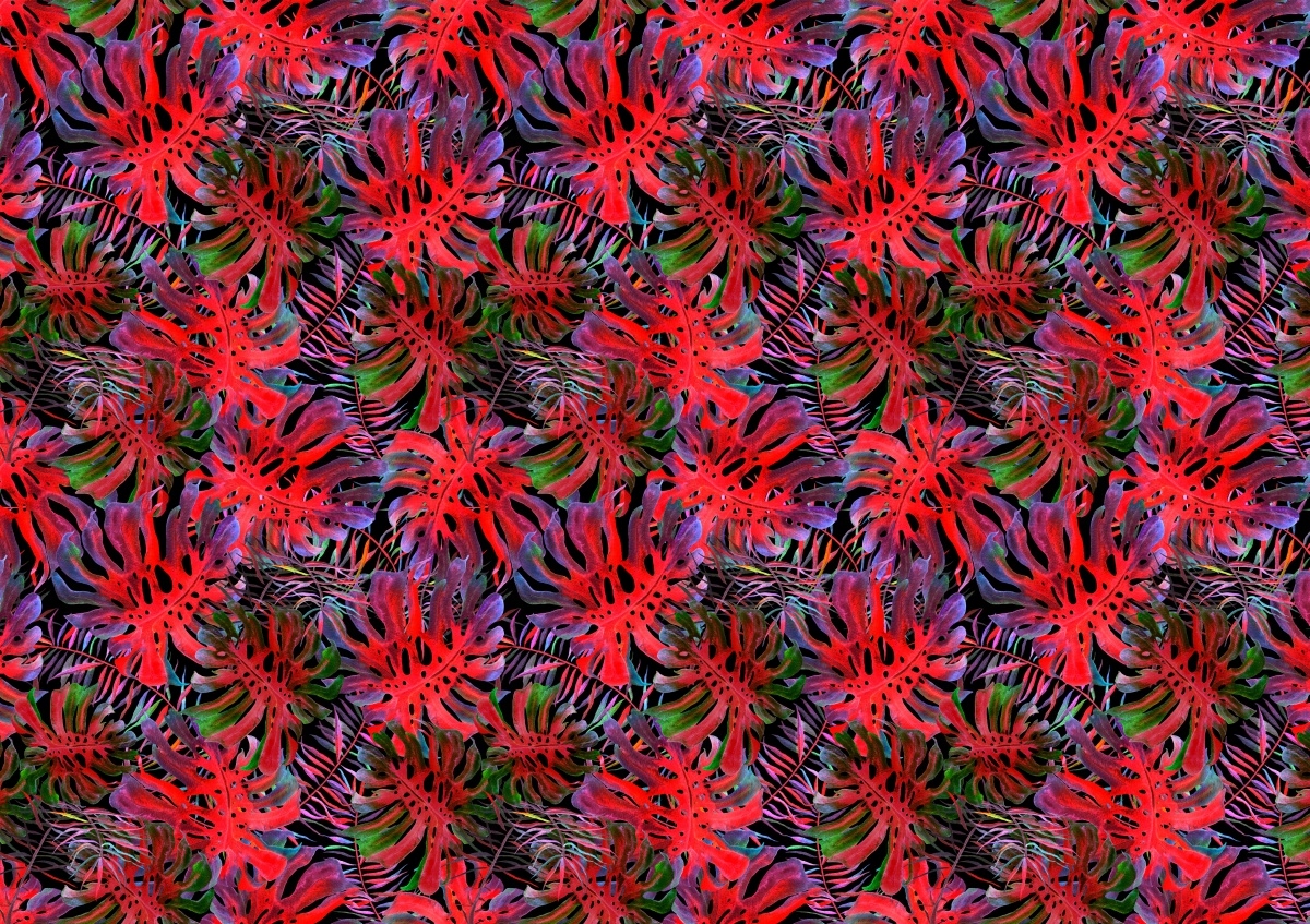 

Fototapeta Flizelinowa Monstera dziurawa 208x146