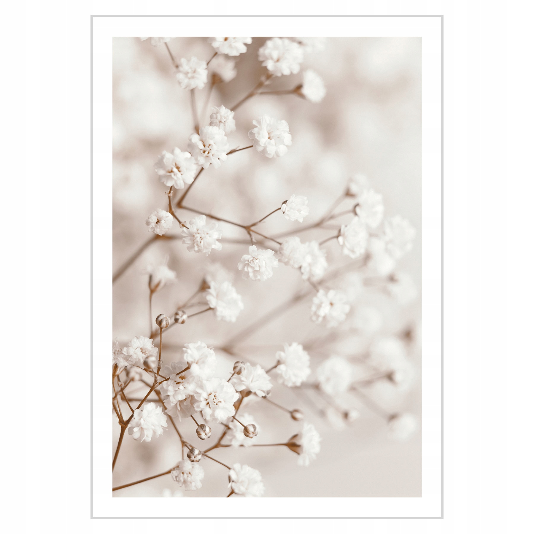 

Plakat 21x30 Kwiaty ecru