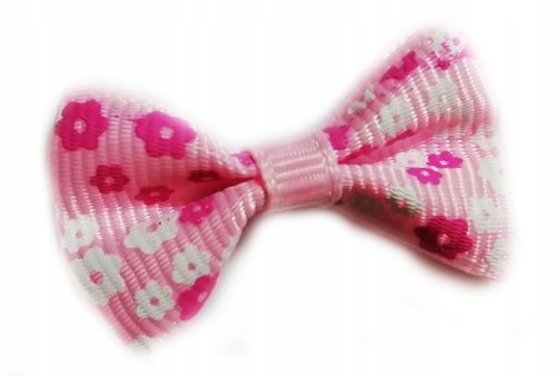 

Kokardki W Kwiatki Na Gumce York, Shih Tzu Maltese