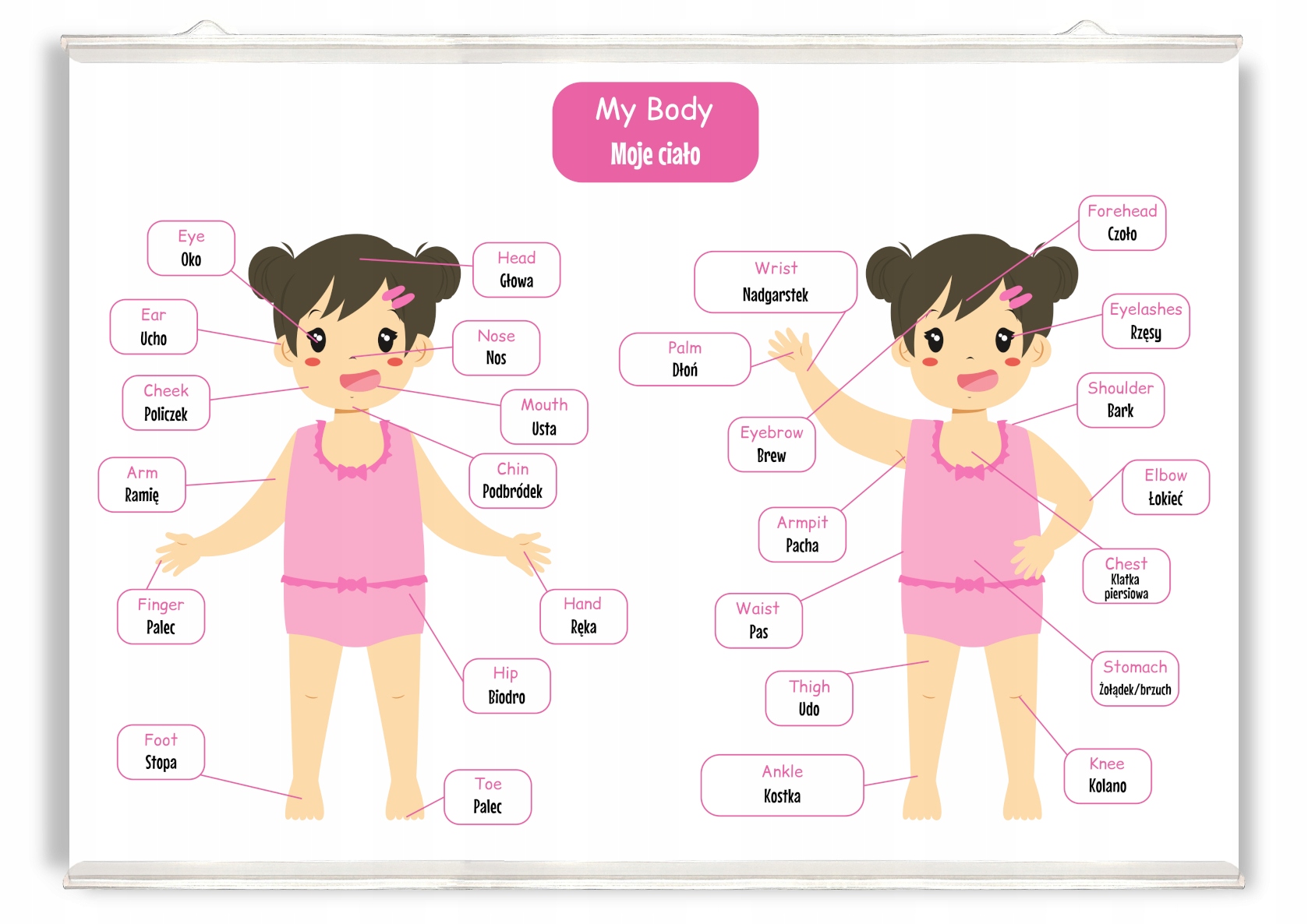 Kolorowy plakat części ciała angielski body girl