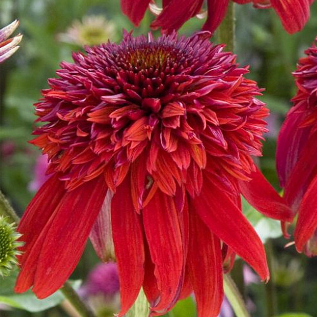 Jeżówka ECCENTRIC Echinacea p14