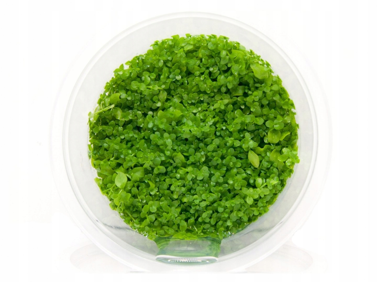Micranthemum Monte Carlo кружка 10см in vitro