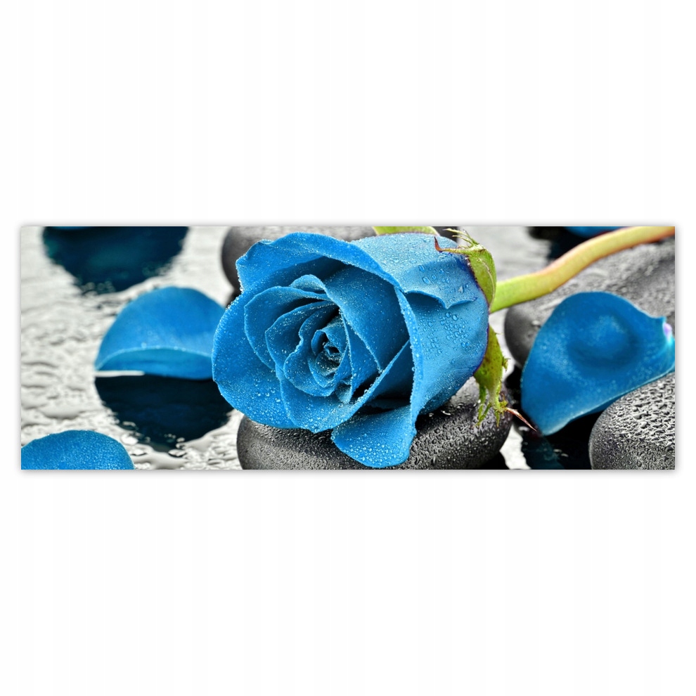 

Fototapety flizelina 250x93 Niebieskie róże