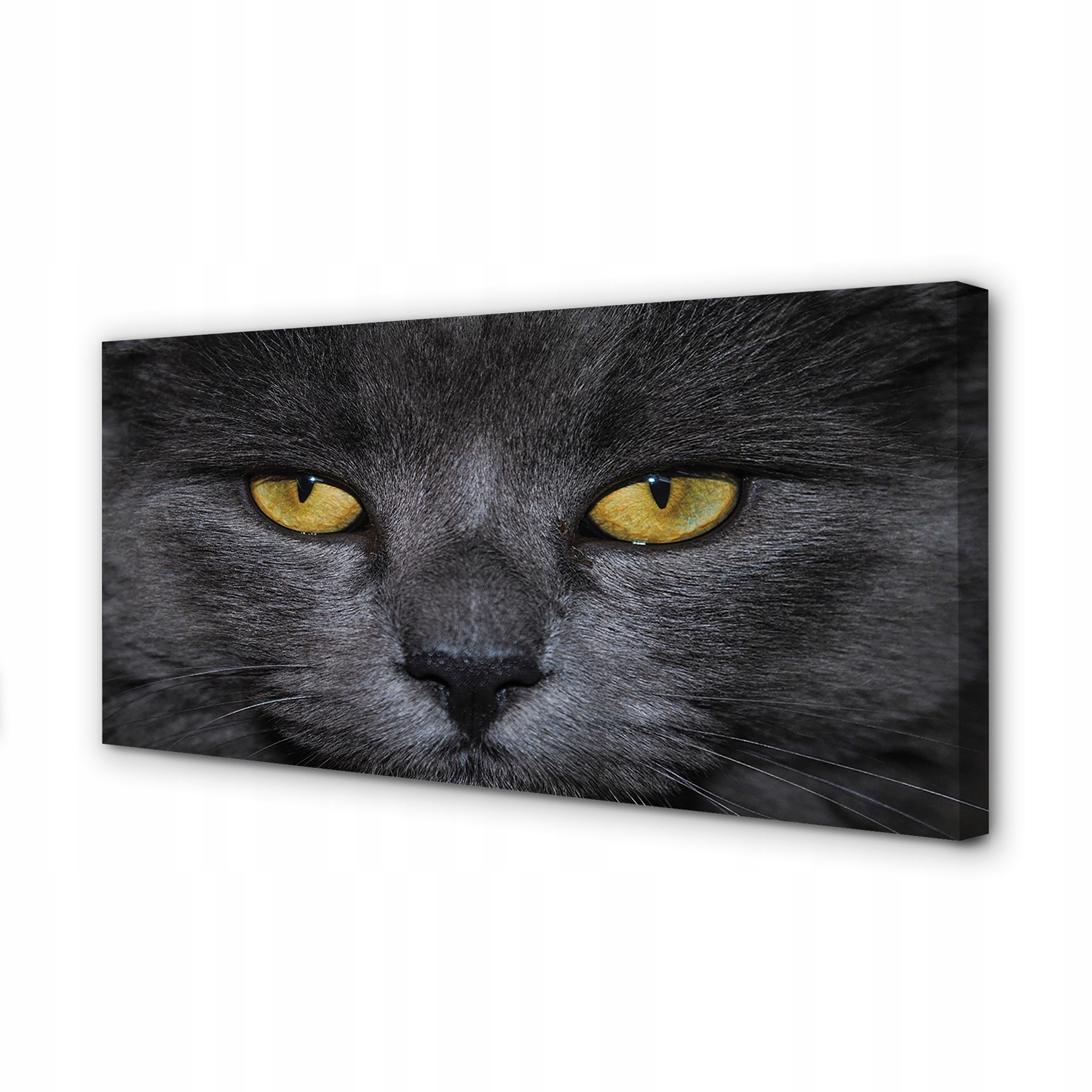 Fotoobraz s grafikou na plátně Černá kočka 100 x 50 cm