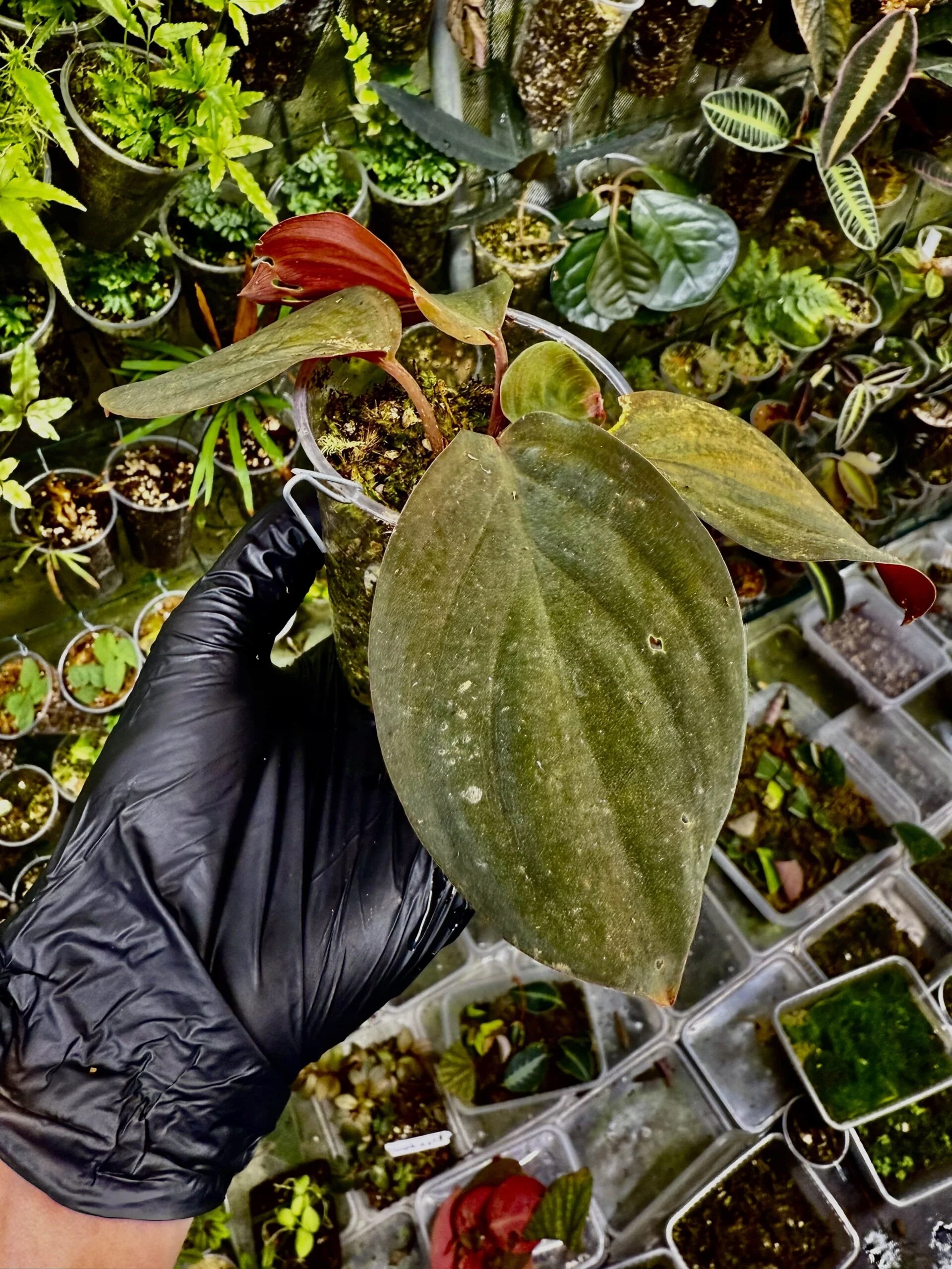 Levně Homalomena humilis rostlina akvárium paludárium exotické