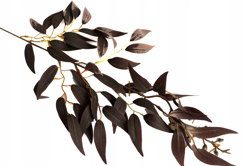 

Ruscus Ruskus Gałązka Brązowa 62cm