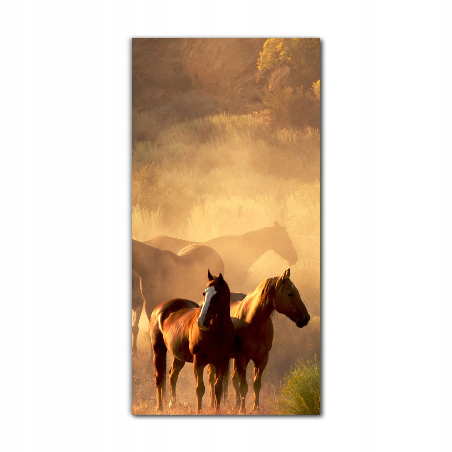 

Foto-obraz szklany do salonu 60x120 Koń pustynia