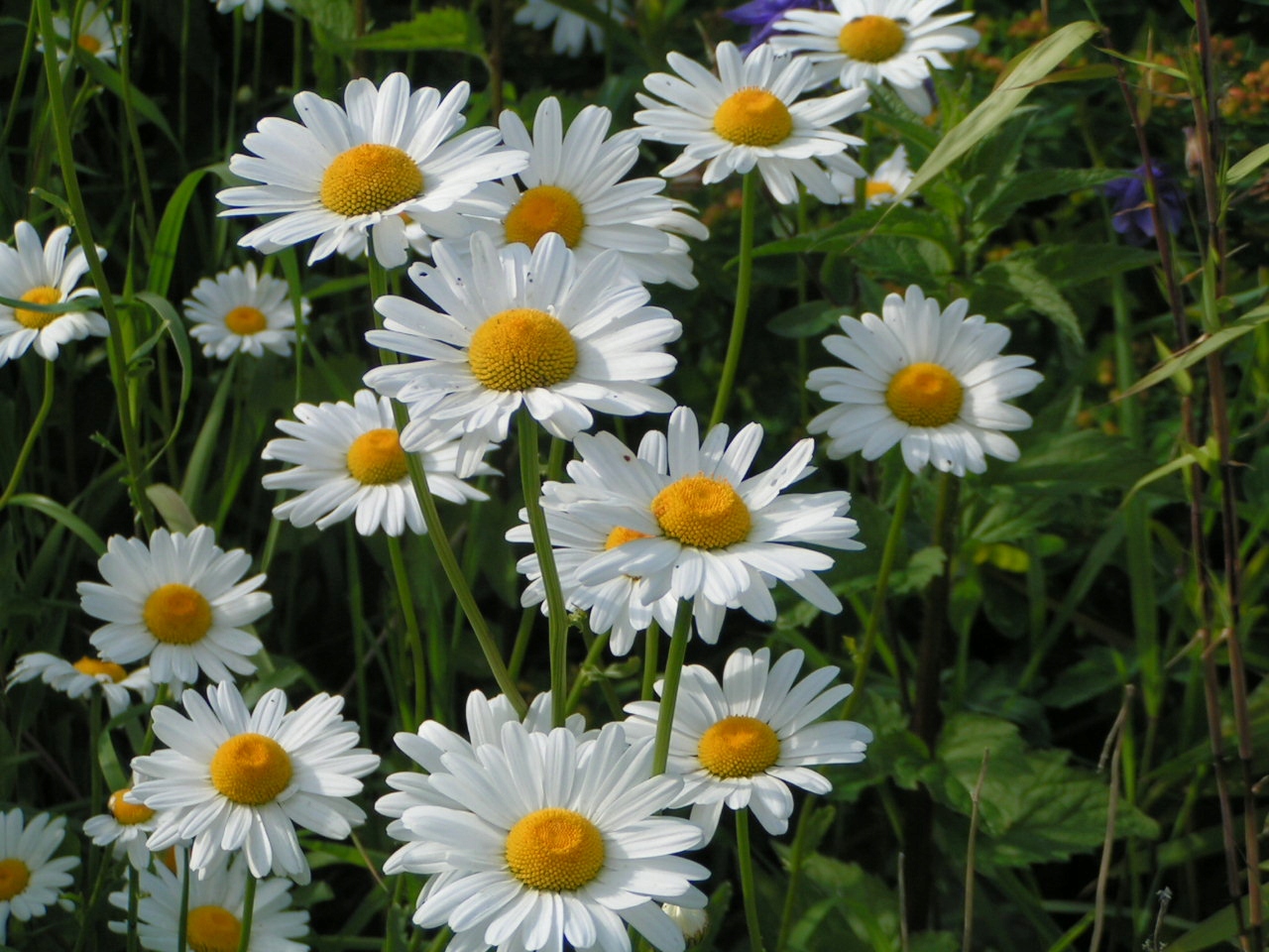 Селезень - любимое растение для сада