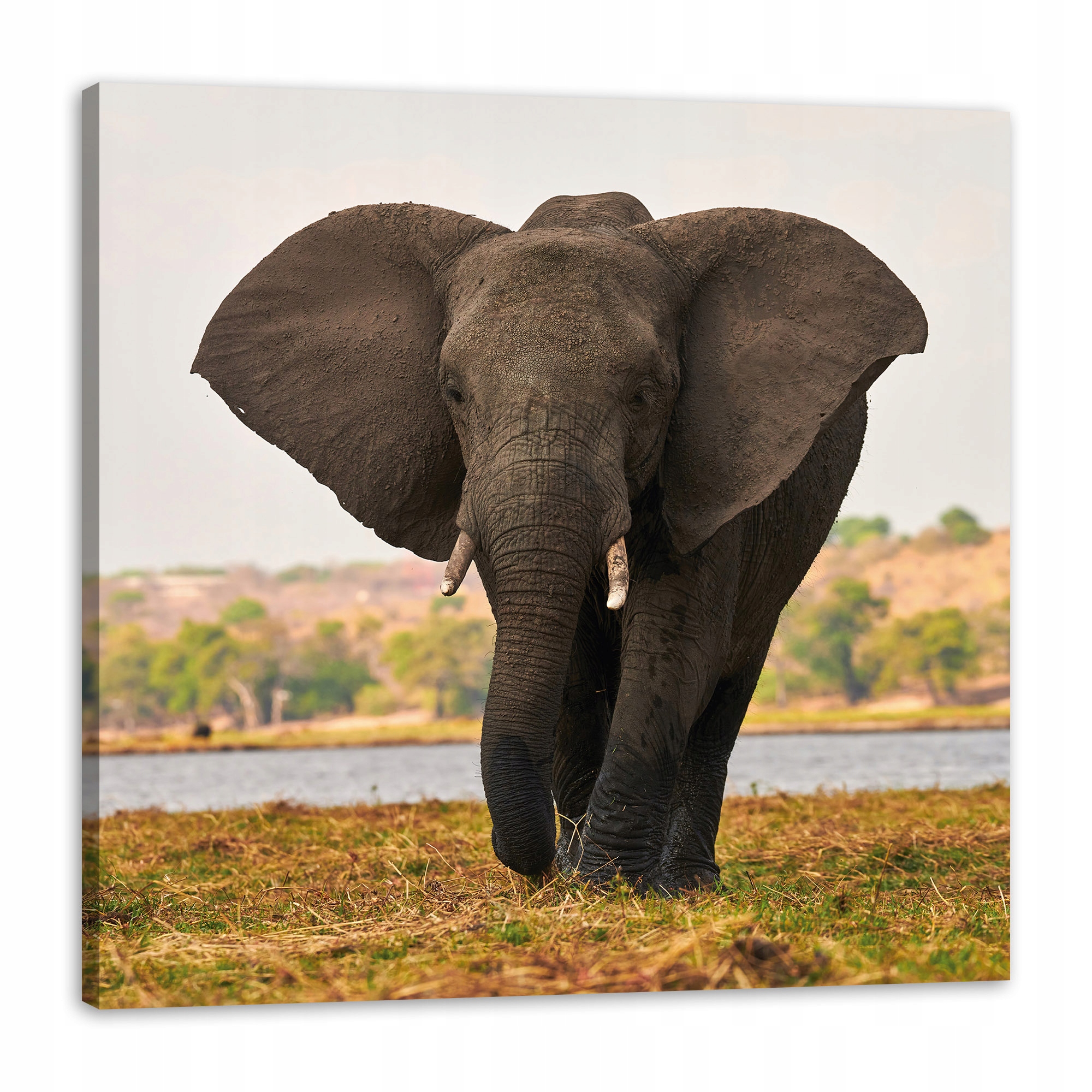 Obraz na plátně Velký šedý slon na savaně 80 x 80 cm