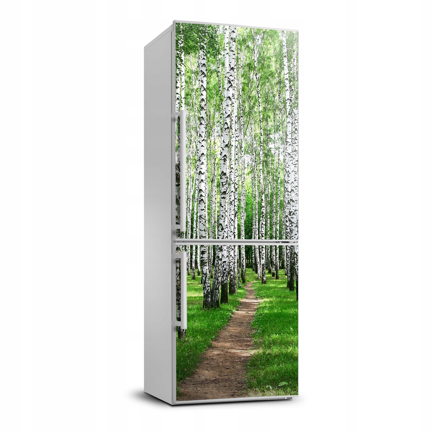 

Naklejka fototapeta na lodówkę Las brzozowy