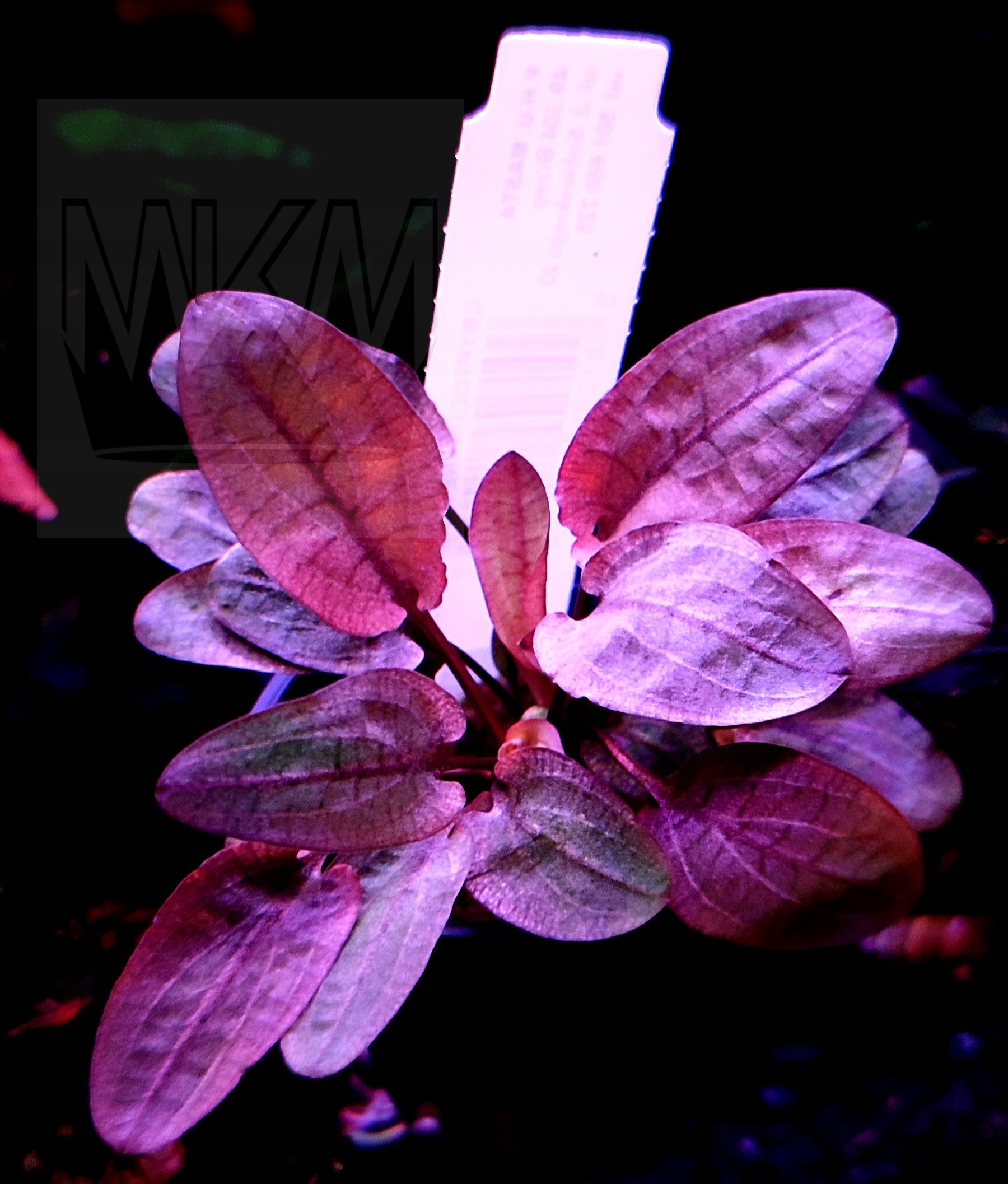 Cryptocoryne фламинго корзина розовый растения аквариум