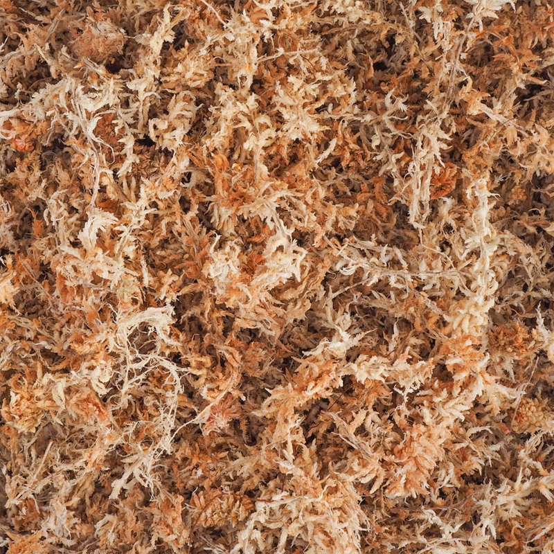 

Mech Torfowiec Sphagnum 1L Podłoże do Ukorzeniania