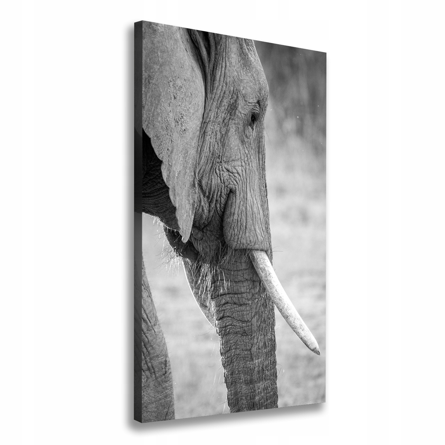 

Foto obraz drukowany na płótnie Słoń 50x100 cm