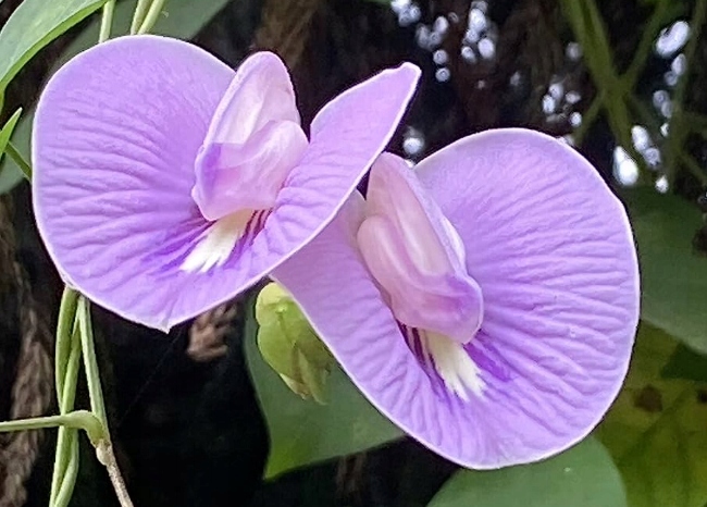 KLITORIA MACROPHYLLA CLITORIA MACROPHYLLA 2 NAS