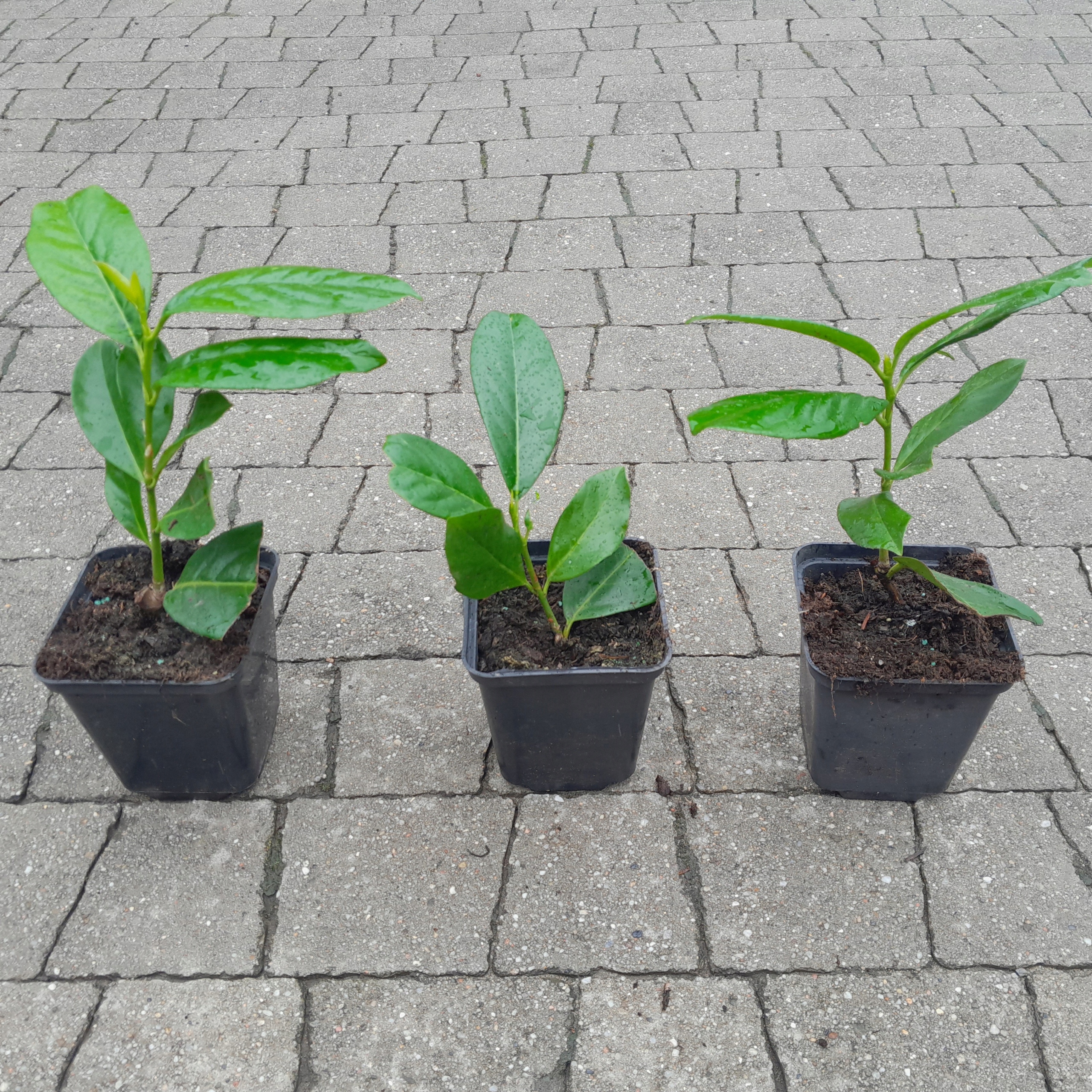 LAUROWIŚNIA WSCHODNIA NOVITA W DONICY P9 PRUNUS POSTAW NA JAKOŚĆ