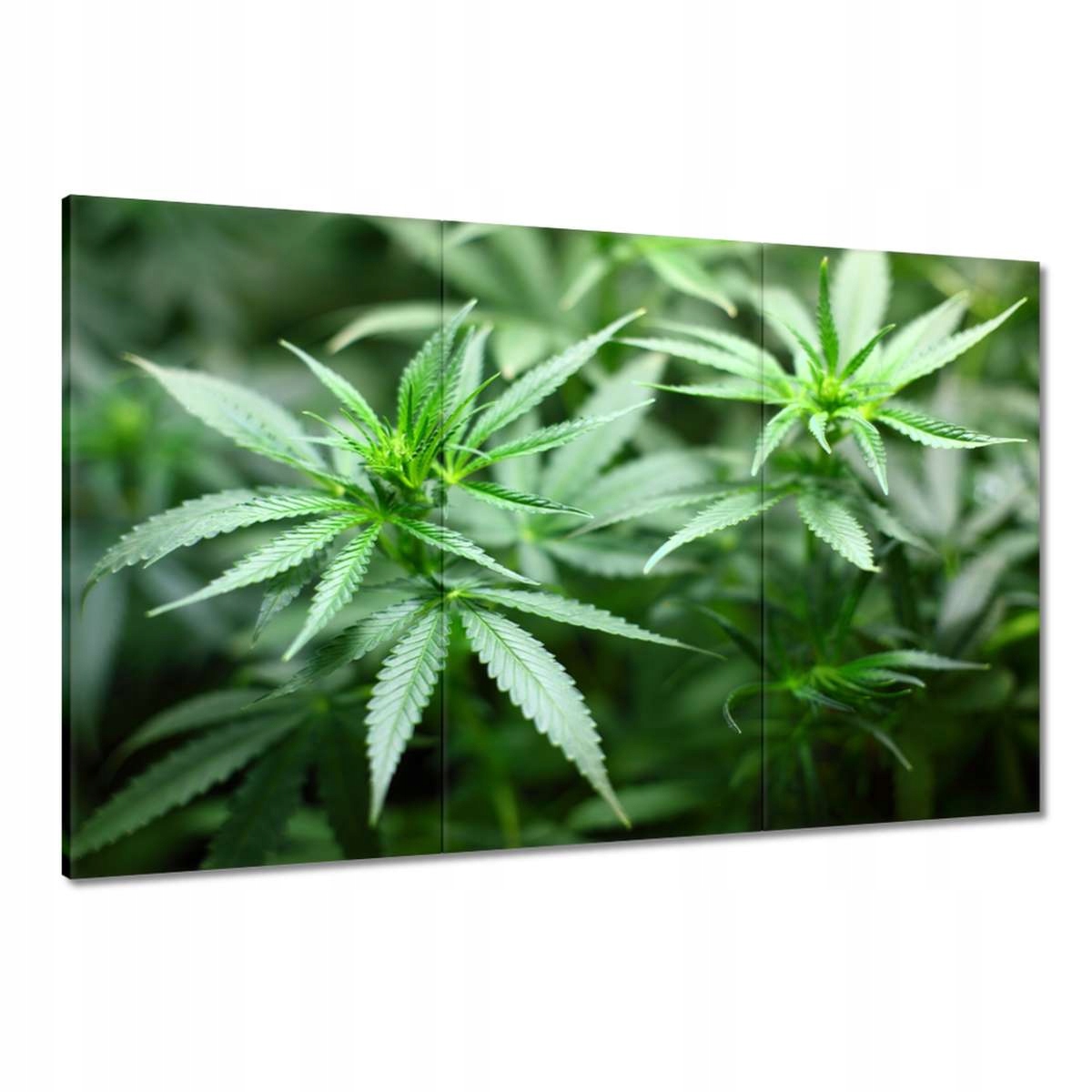 Obrazy 120x80 Konopí Křeček Křovák