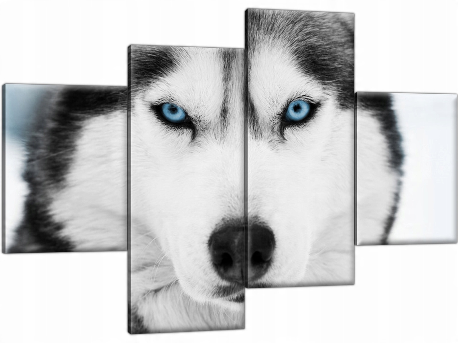 

Tryptyk Husky syberyjski 120x80 Obraz na płótnie