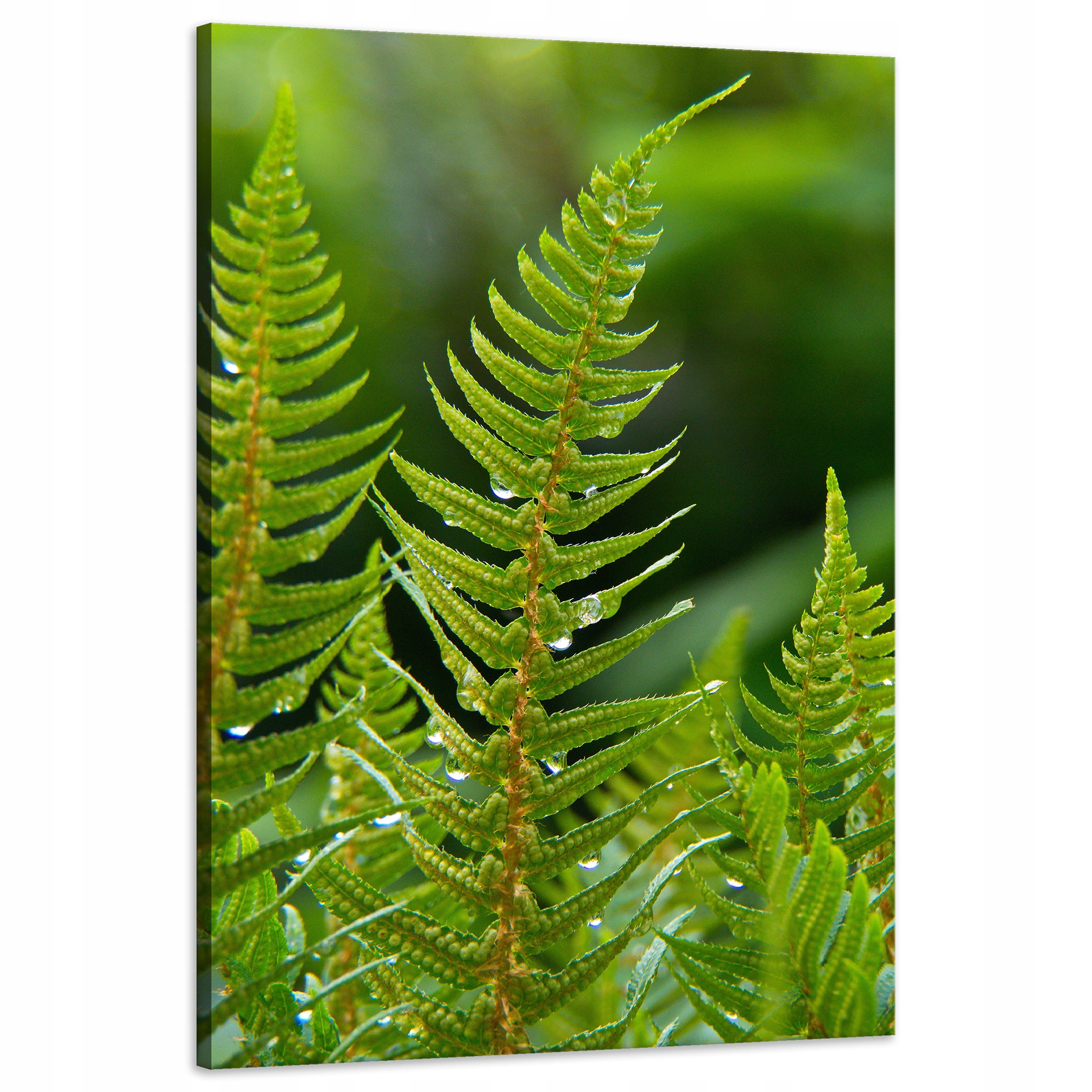 Obraz na plátně Botanika Kapradí s rosou 60x90 cm