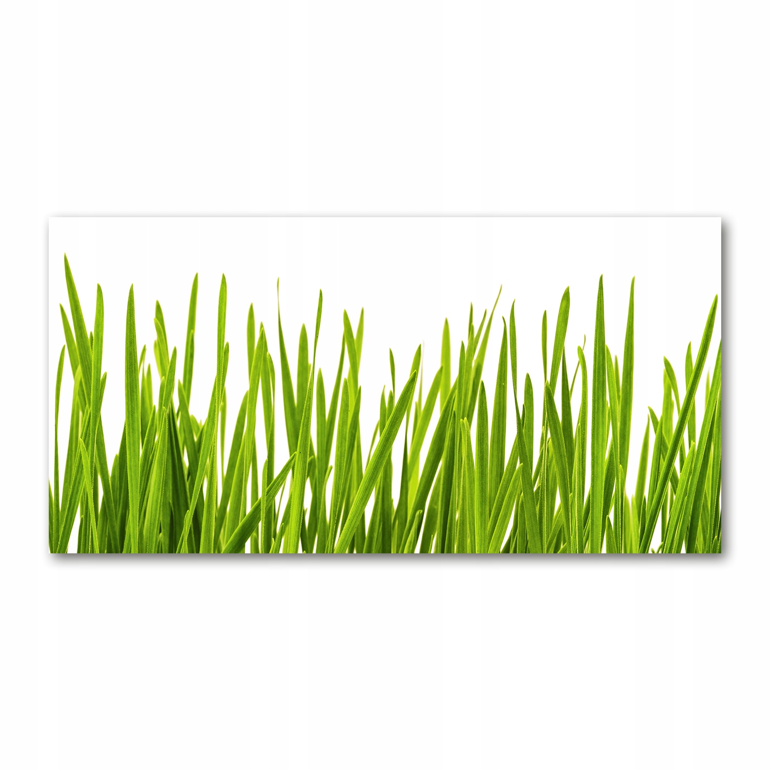 

Foto obraz akryl nowoczesny na ścianę Trawa 120X60