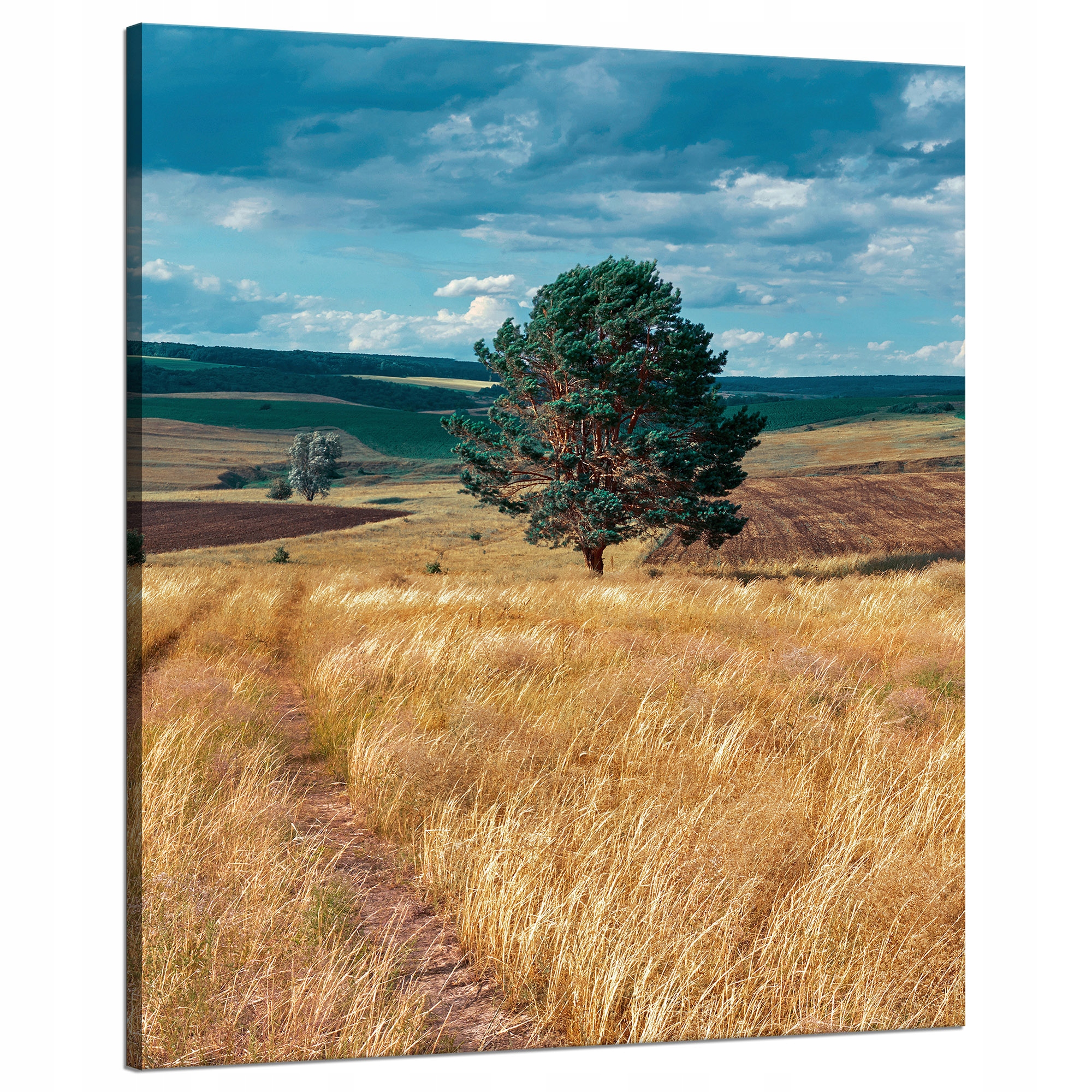 Obraz na plátně Pole Obilí Příroda Mraky Krajina 80x100 cm