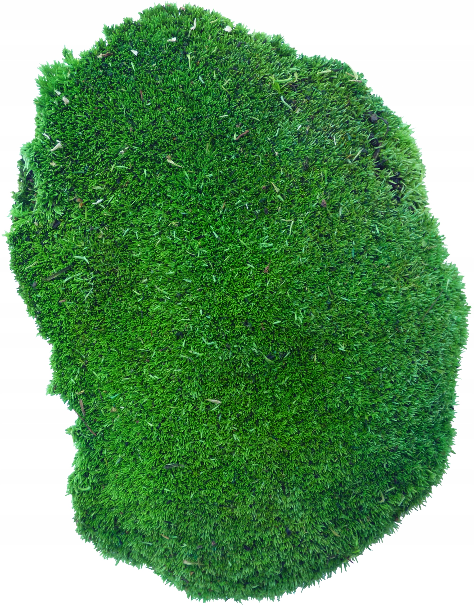 

Mech Poduszkowy Medium Green Premium Kępka 12-14cm
