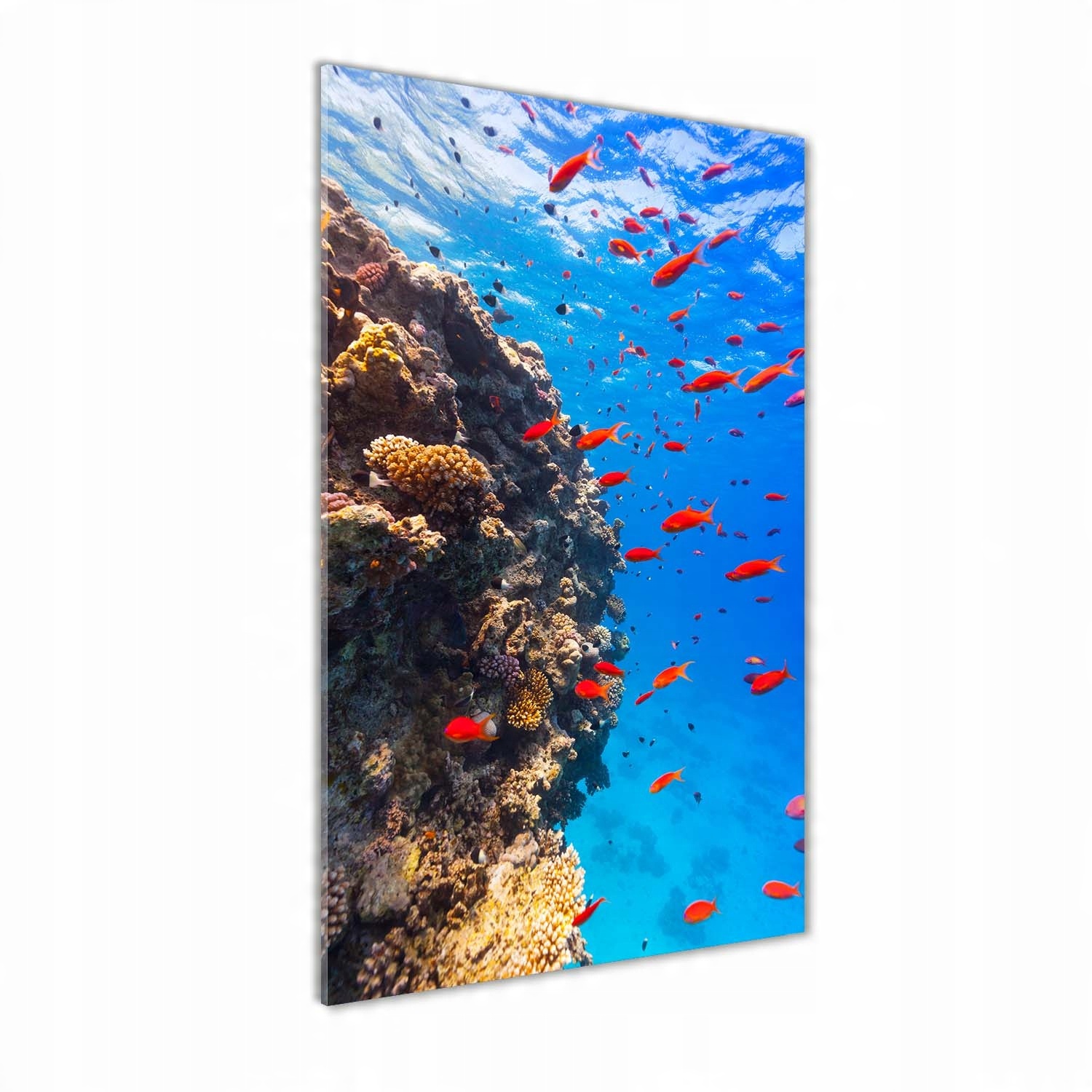 

Foto obraz szkło hartowane Rafa koralowa 60x120 cm