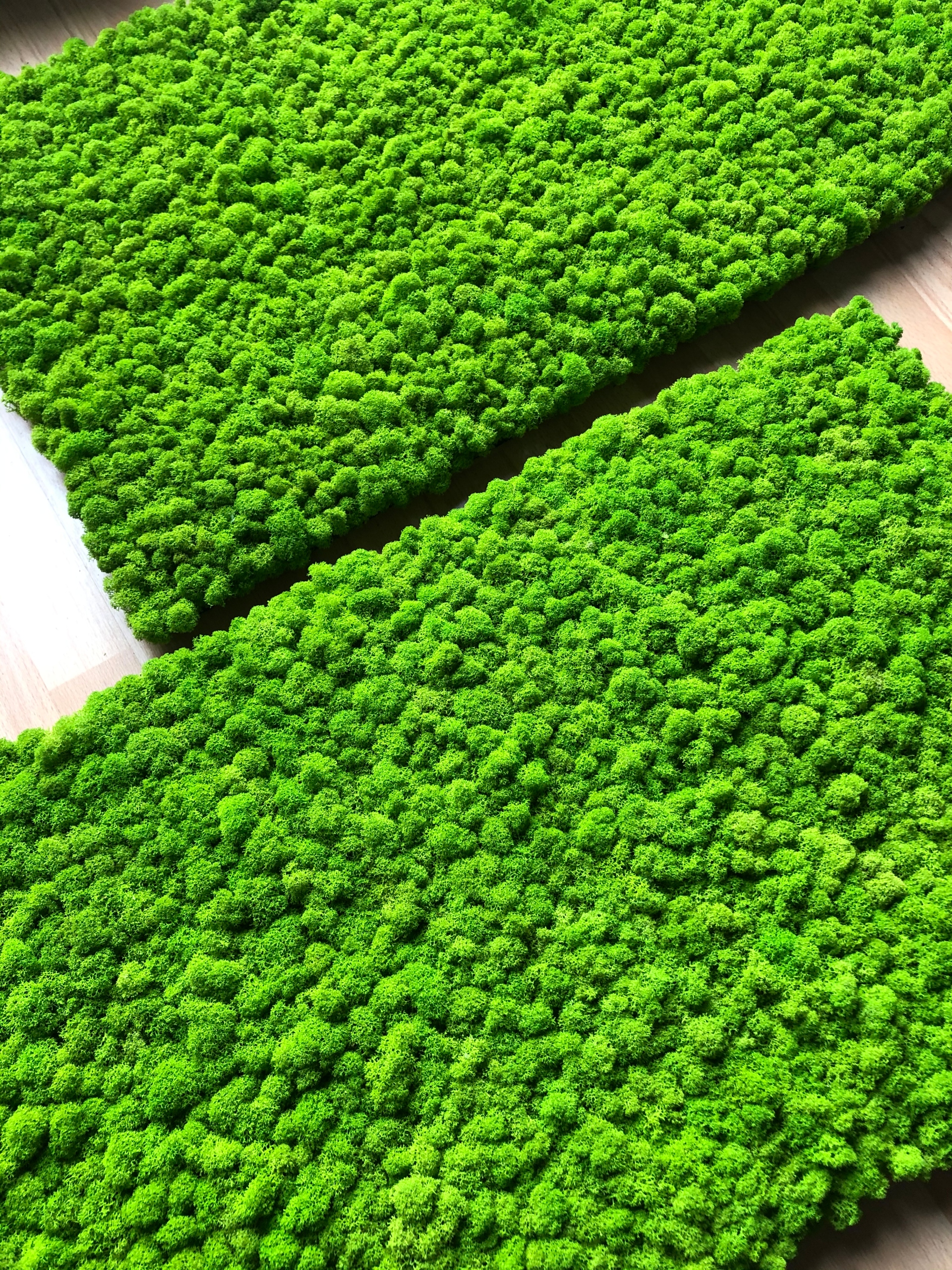 Panel z mchu Chrobotka fińskiego PREMIUM! 30x30 cm Wysokość produktu 30 cm