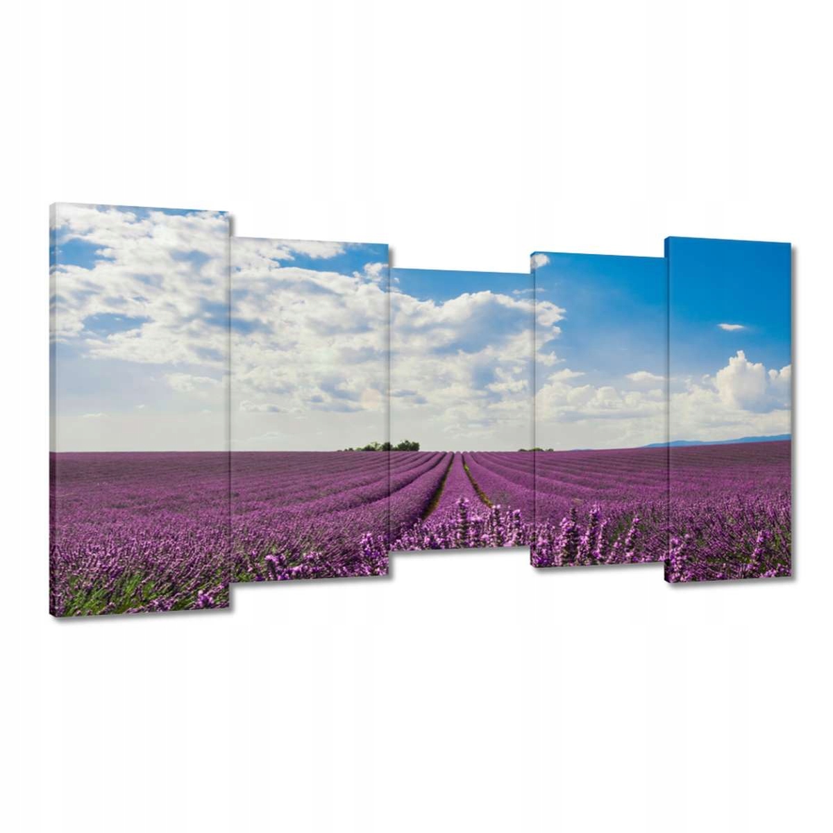 Obrazy 150x80 Pole levandule Levandule
