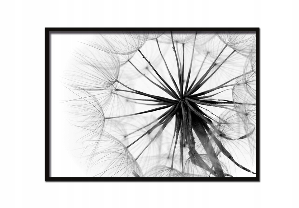 

Obraz, Plakat W Ramie 53x73 cm Dmuchawiec P505 poz