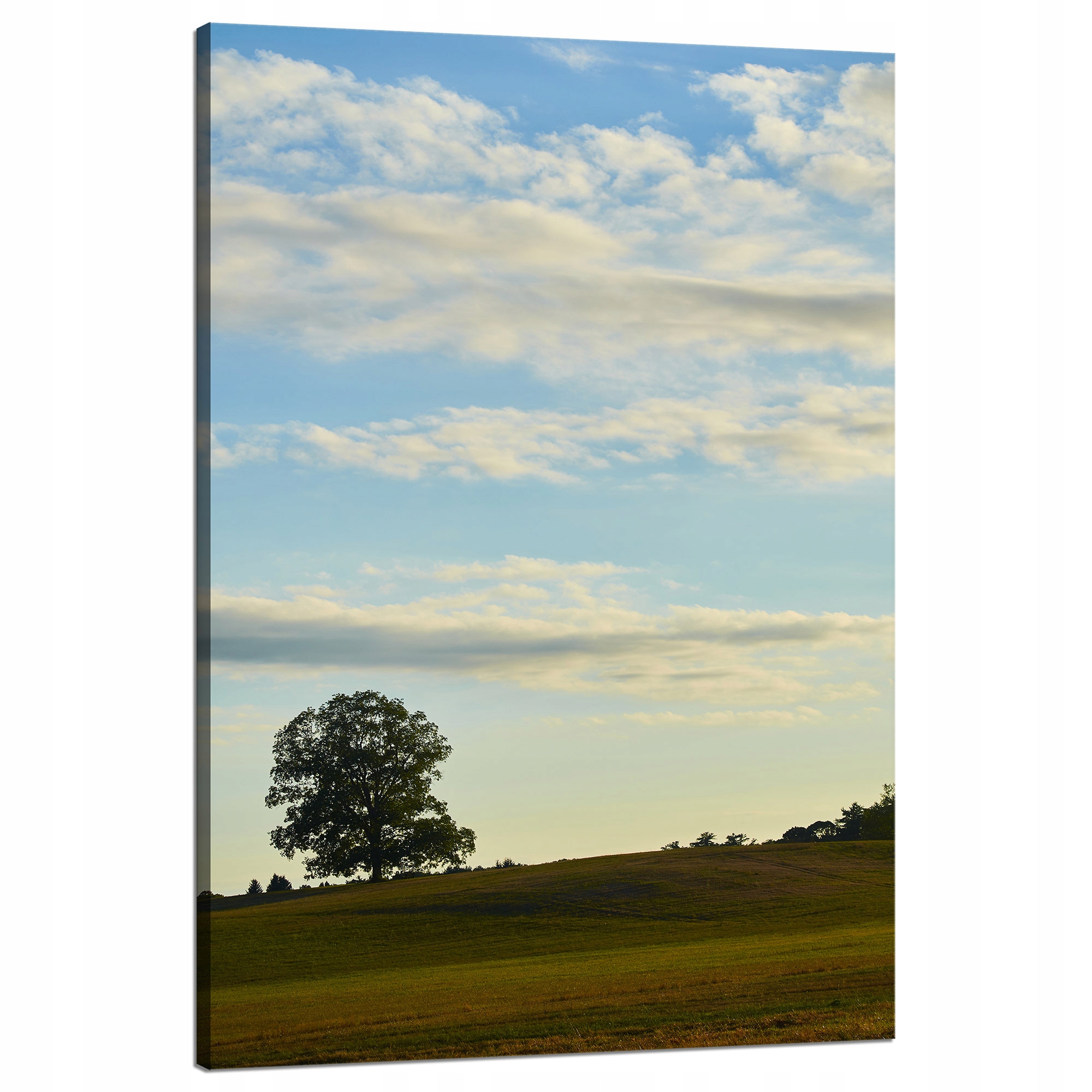 Obraz Canvas Příroda Stromek v poli 80x120 cm