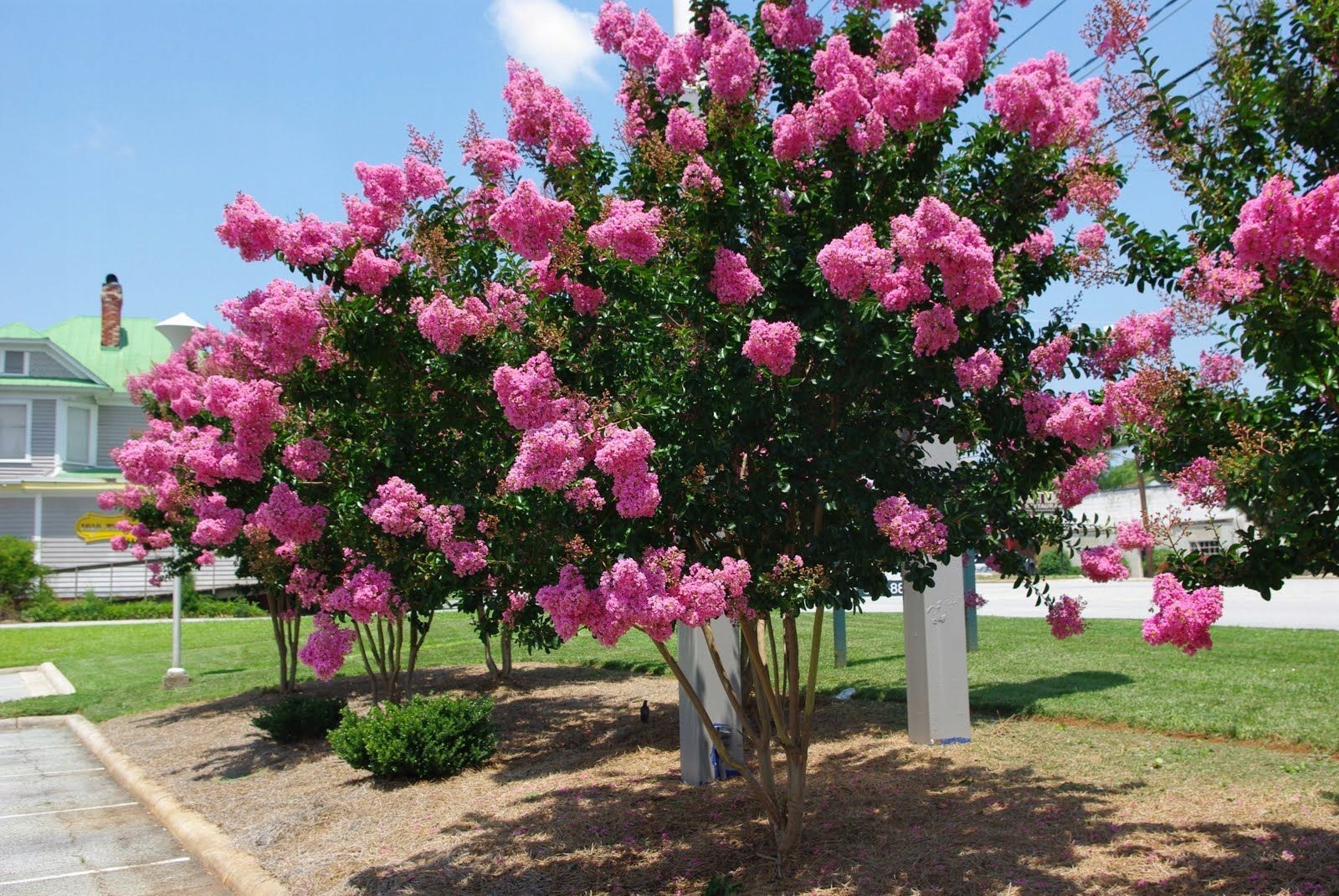 INDIAN LAGERSTROEMIA PINK DER AM LÄNGSTEN BLÜHENDE STRAUCH DER WELT Pflanze als Setzling im 0,5-1l Container
