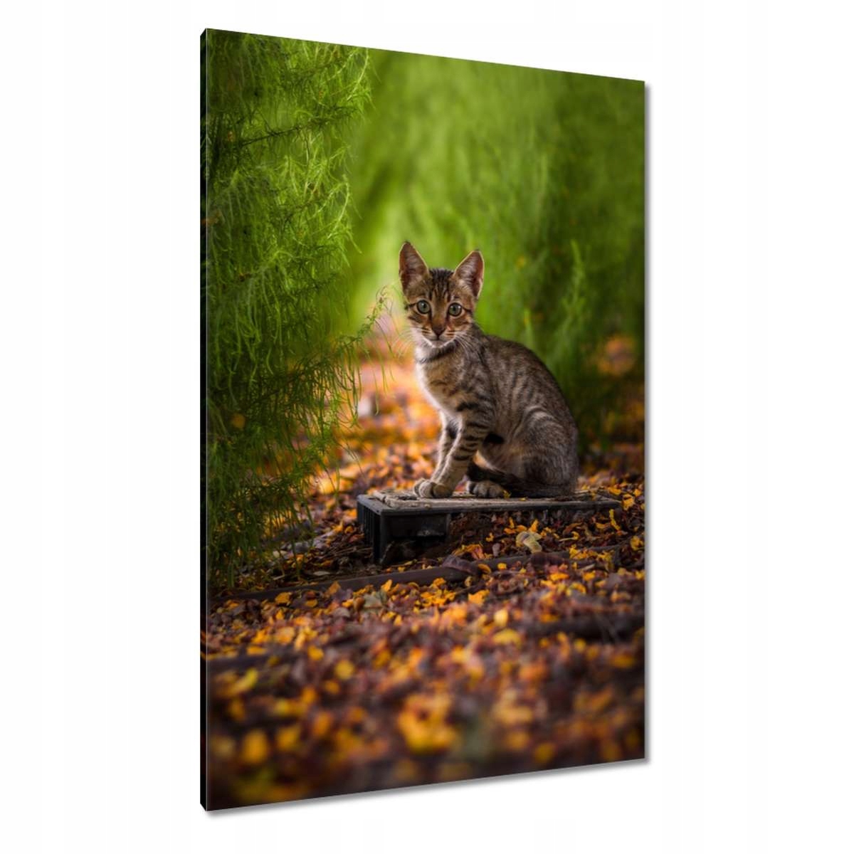 Obrazy 80x120 Sympatický kocour Kočka