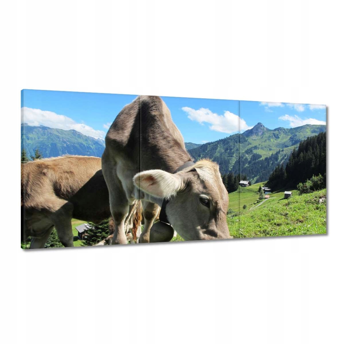Obrazy 180x90 Alpské kravy